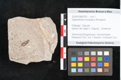 Foto (Objekt + Etikett) von Glyptostrobus europaeus Brongniart (NHMW-GEO-2024-0188-6760)
